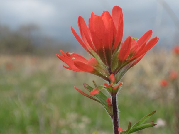 img_0713 Indian paintbrush at Baker Prairie, Harrison, Arkansas
